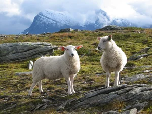 To hvite norsk sau i norsk natur