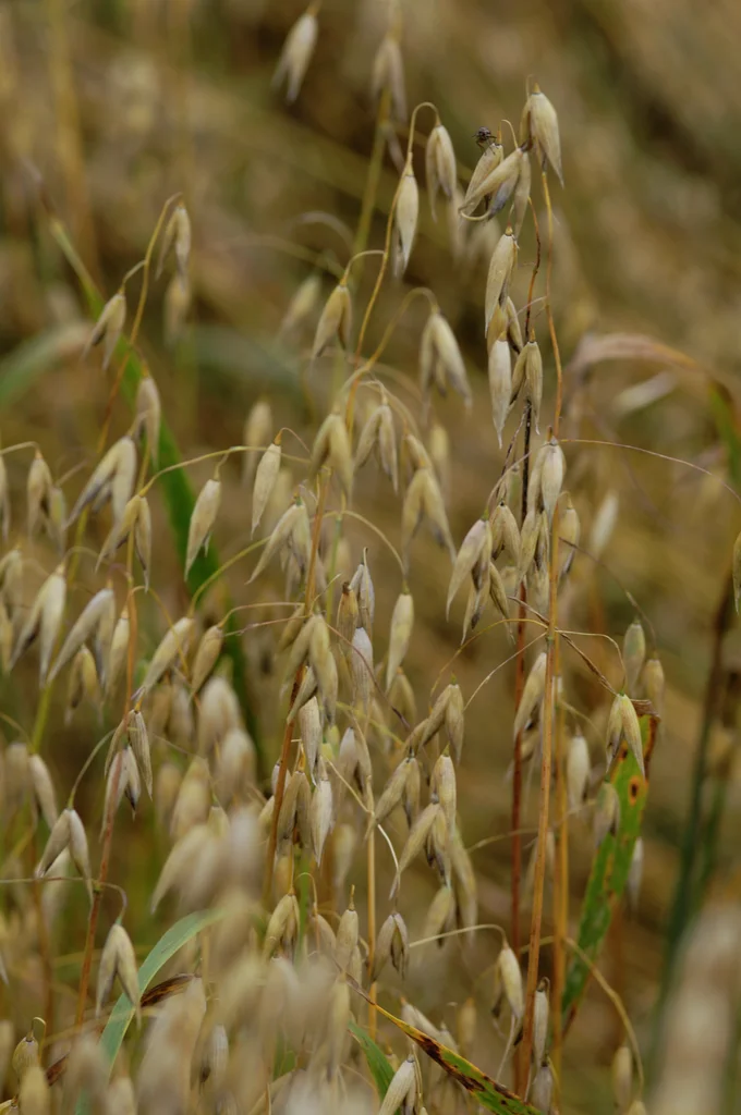 Havre korn