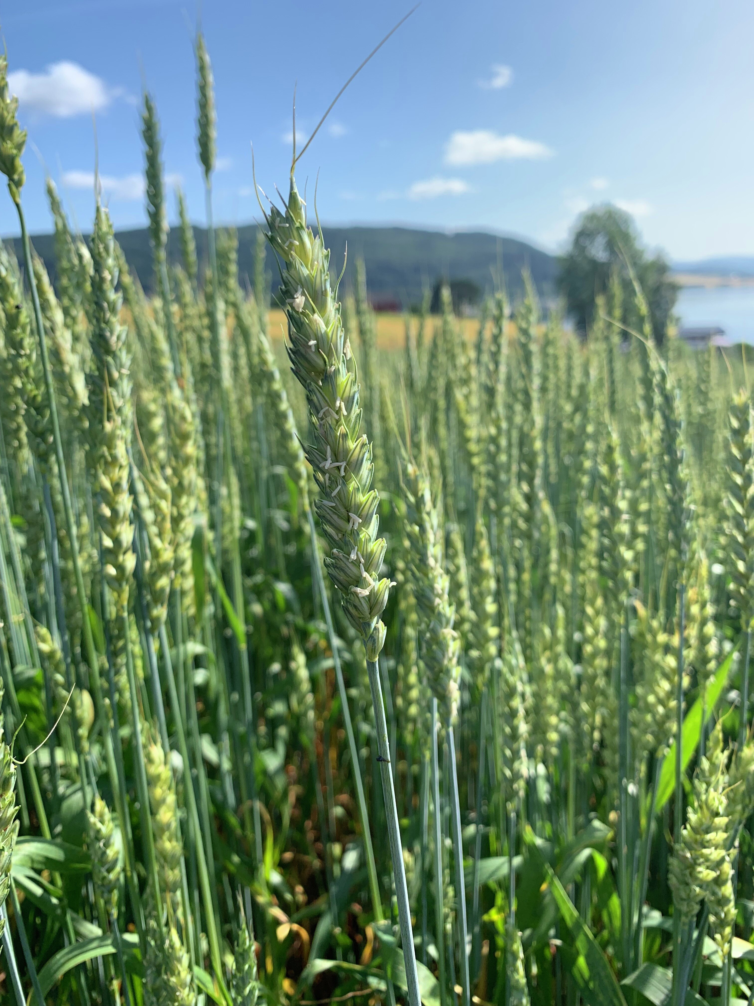 Kornåkre av hvete, Trøndelag sommer 2019