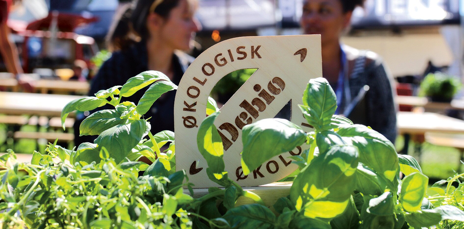 Ø-merket for økologisk mat utskjært i tre og satt oppå grønne basilikumplanter