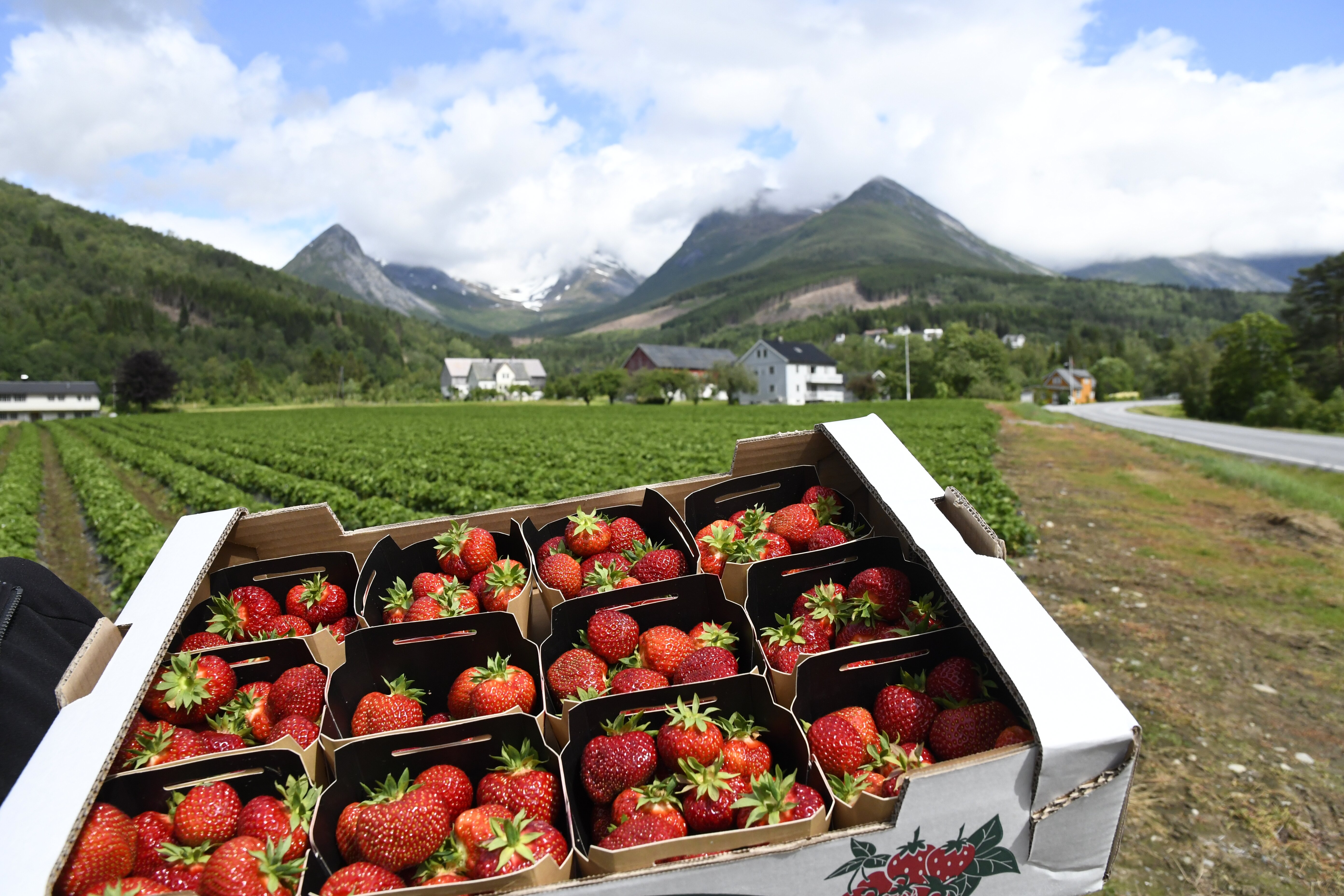 Kasse full med norske jordbær - i bakgrunnen en norsk gård og fjellandskap. 