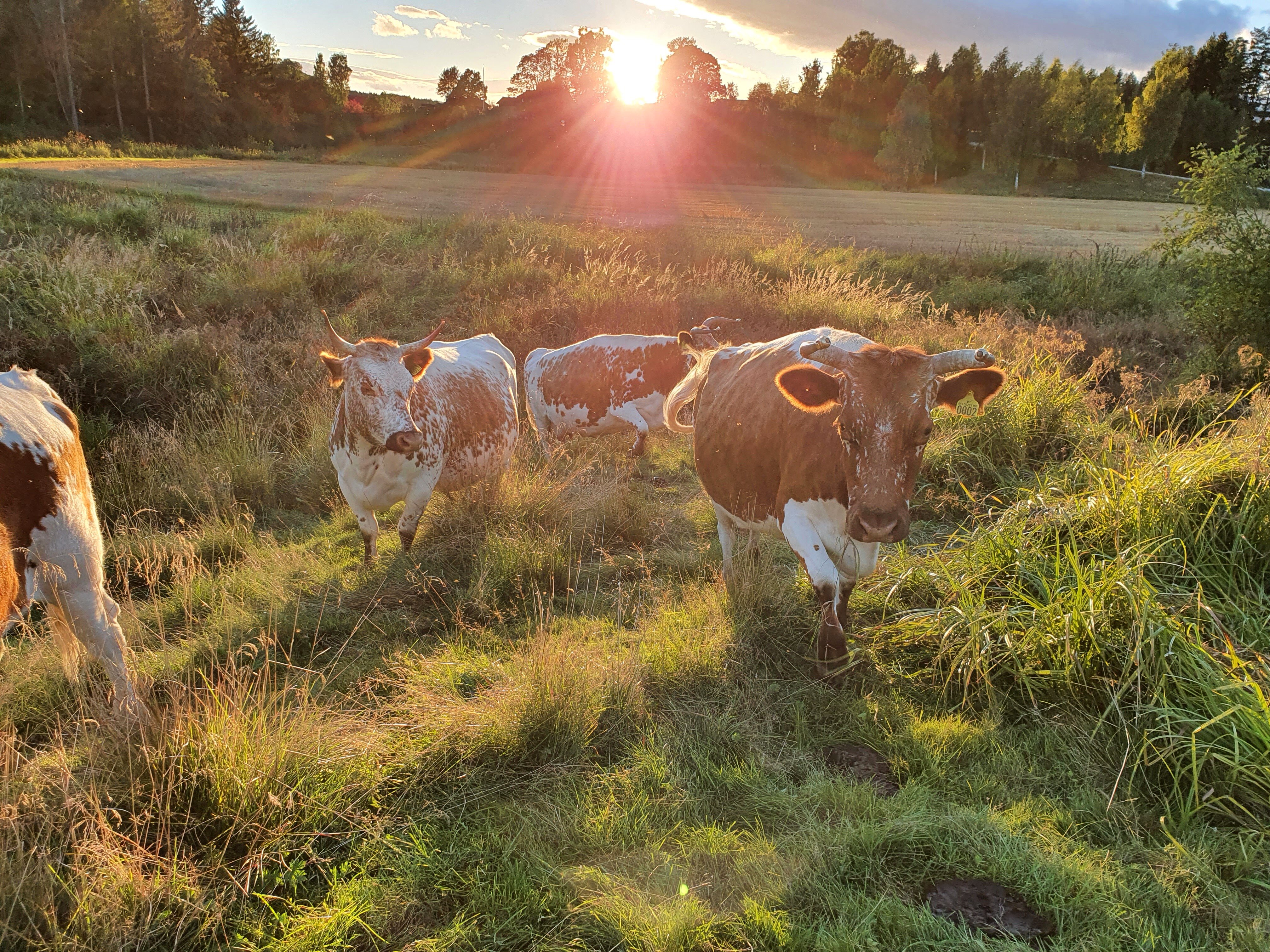 Økologiske kyr regenerativt landbruk