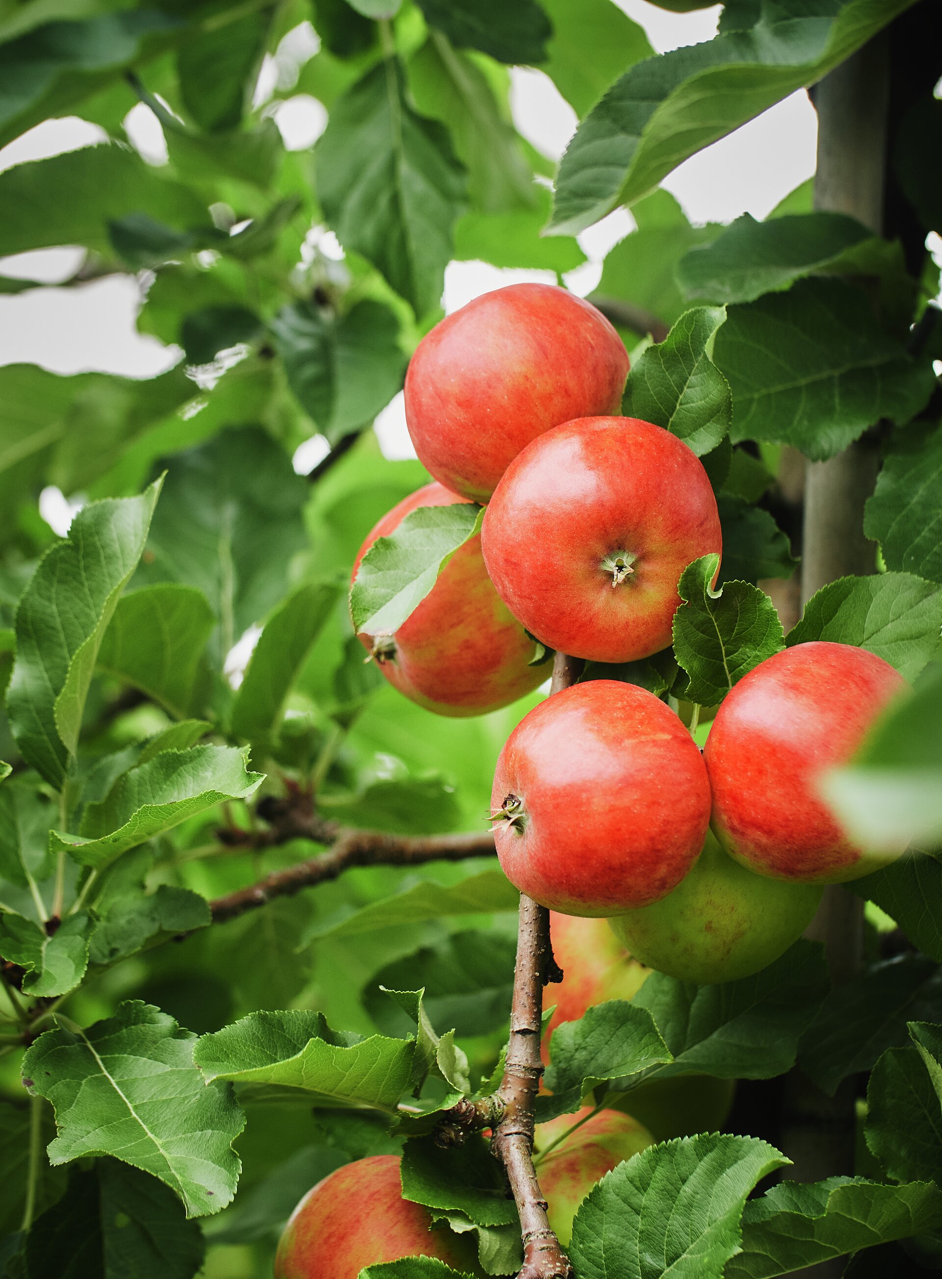Norske epler: En guide til sorter, smak og bruk | Nyt Norge | Nyt Norge