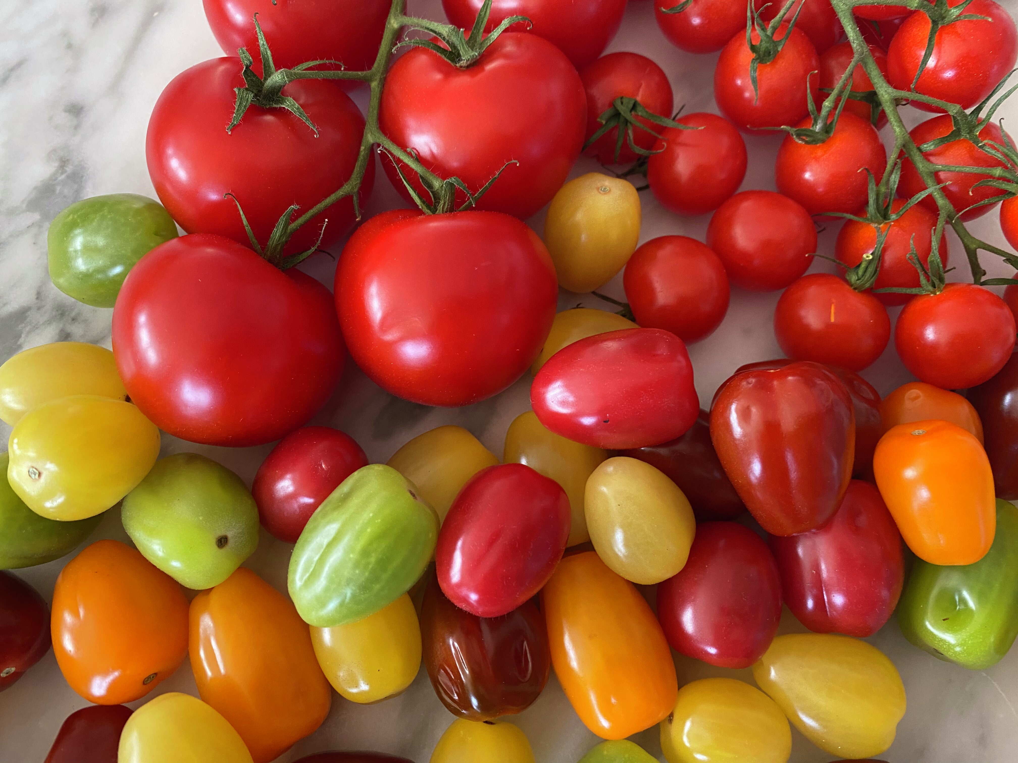 Norske tomater, sorter