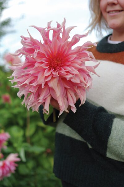 Dahlia Nelson Garden 'Penhill Watermelon' rosa/gul 1-p