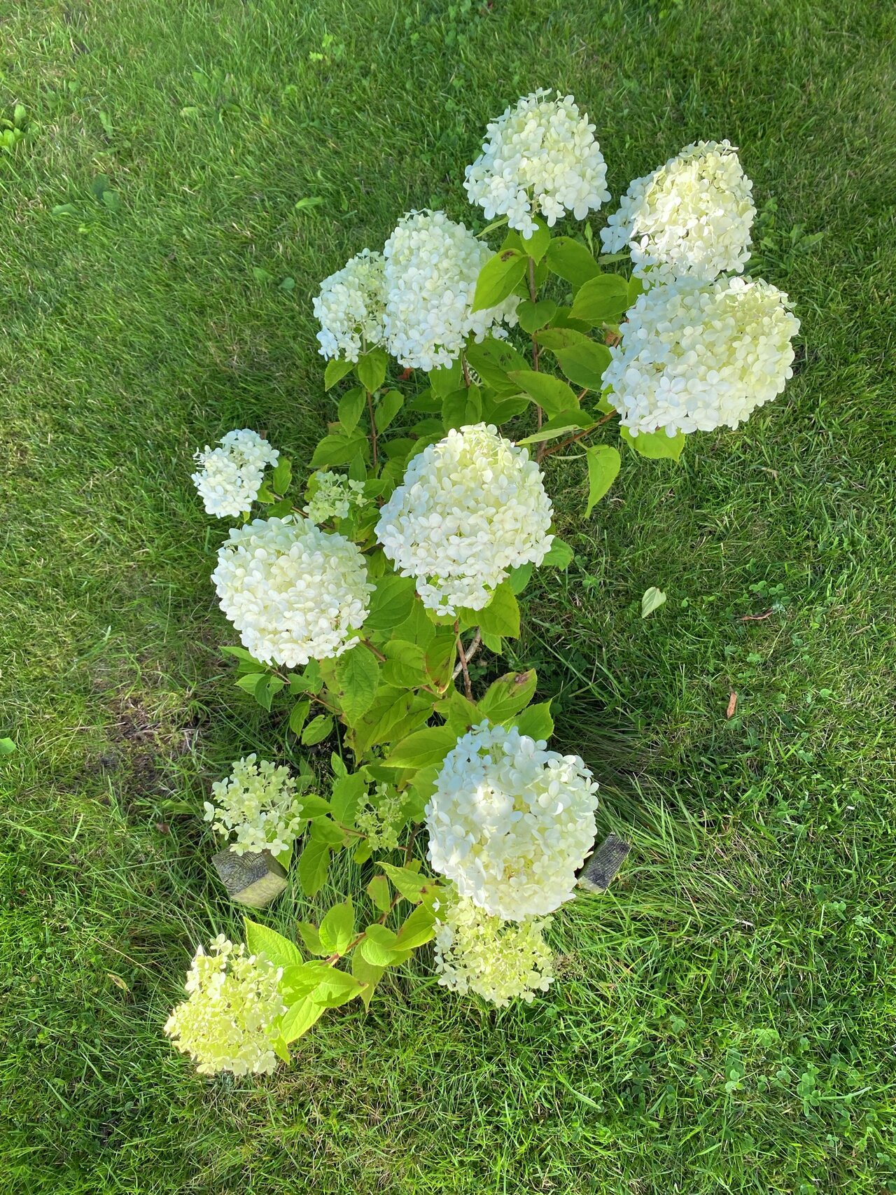 Bildet av hvite hortensia