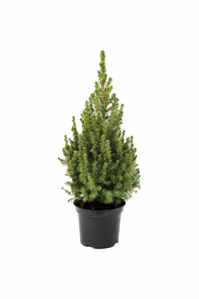 Sockertoppsgran 'Conica' 19cm kruka