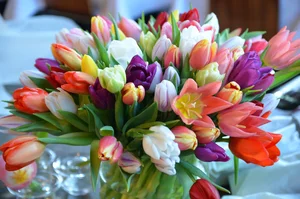 Norske tulipaner