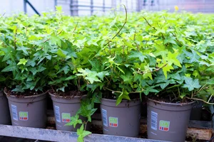 Grønne norske planter hos Kjærnsrød gartneri