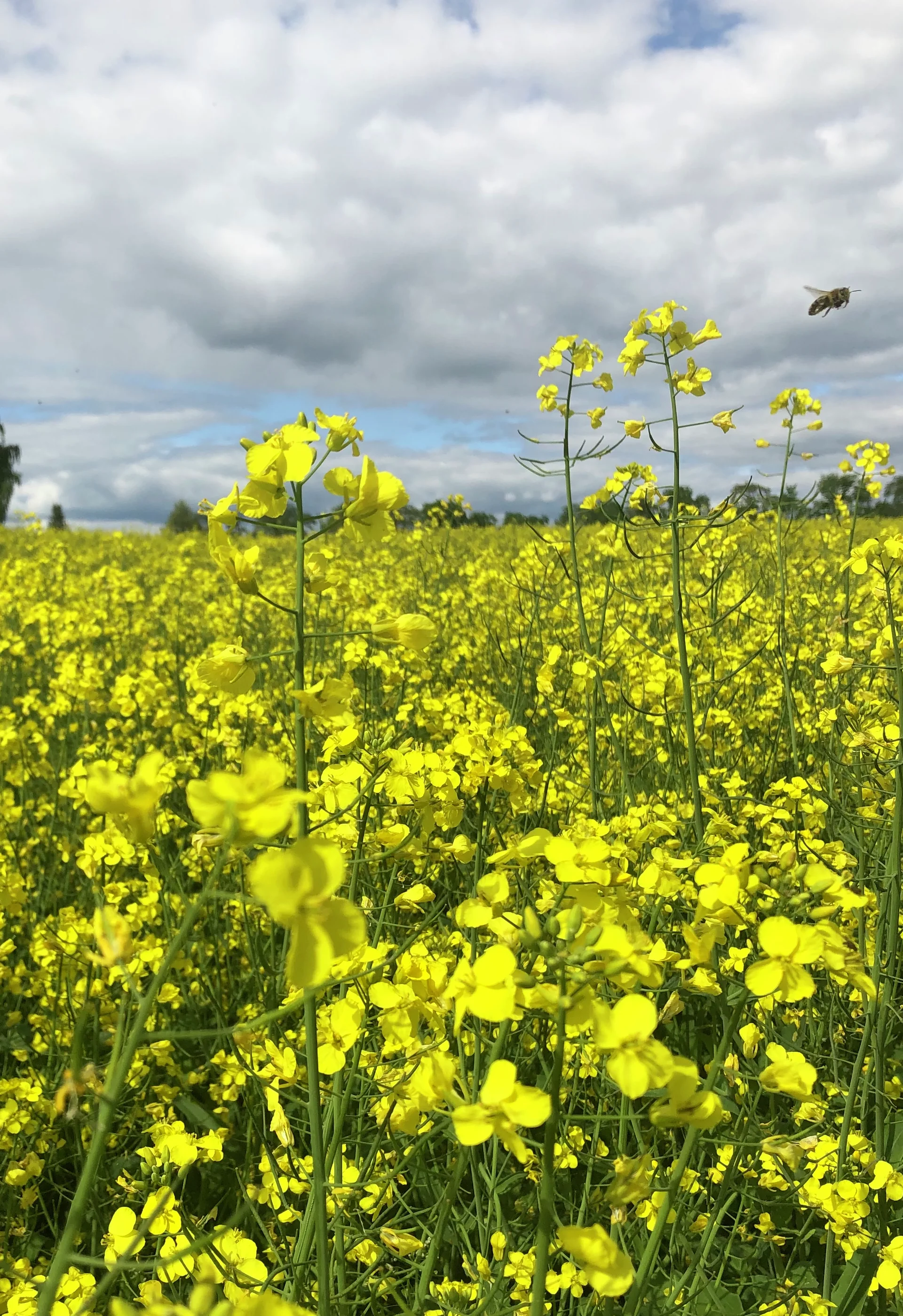 raps i blomst fra rapsåker i Stange