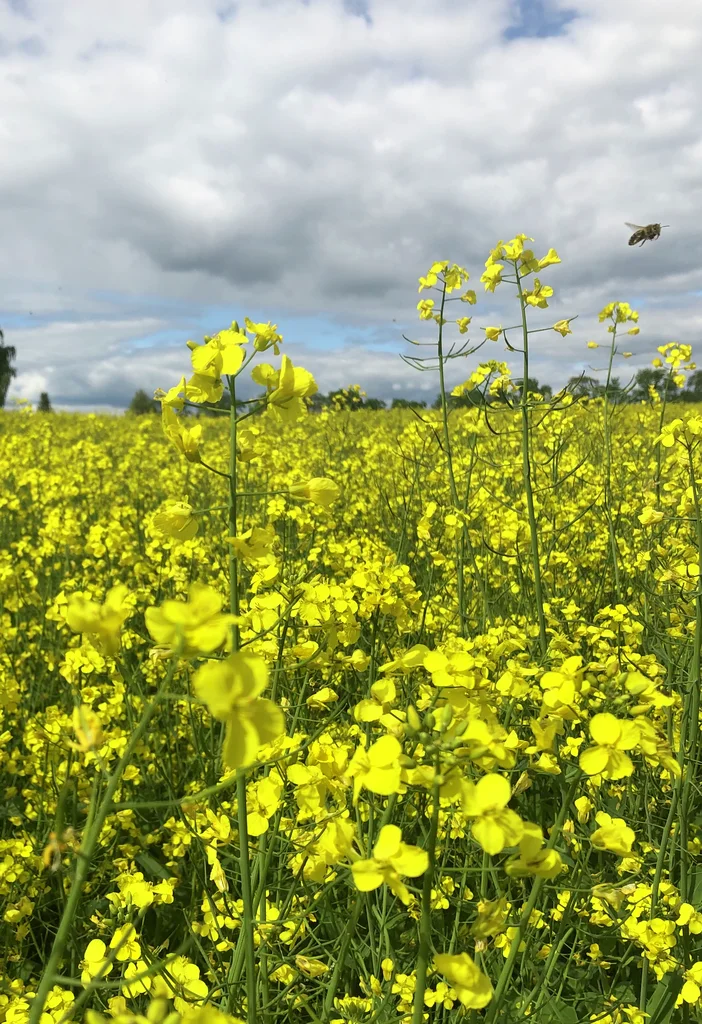 raps i blomst fra rapsåker i Stange