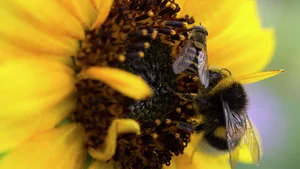 Humle og blomsterflue på økologisk solsikke