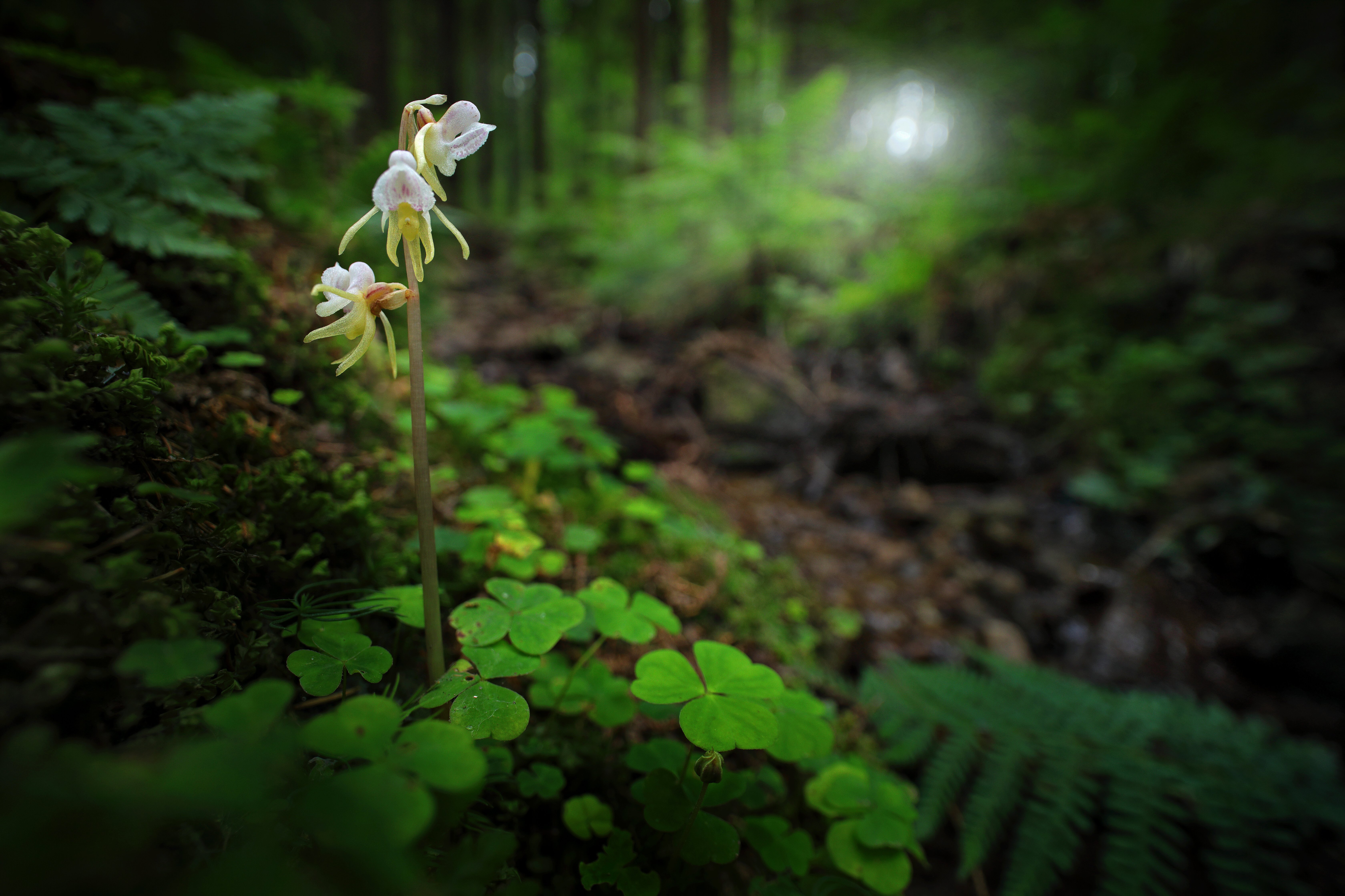 Huldreblom orkide i skog norsk fauna