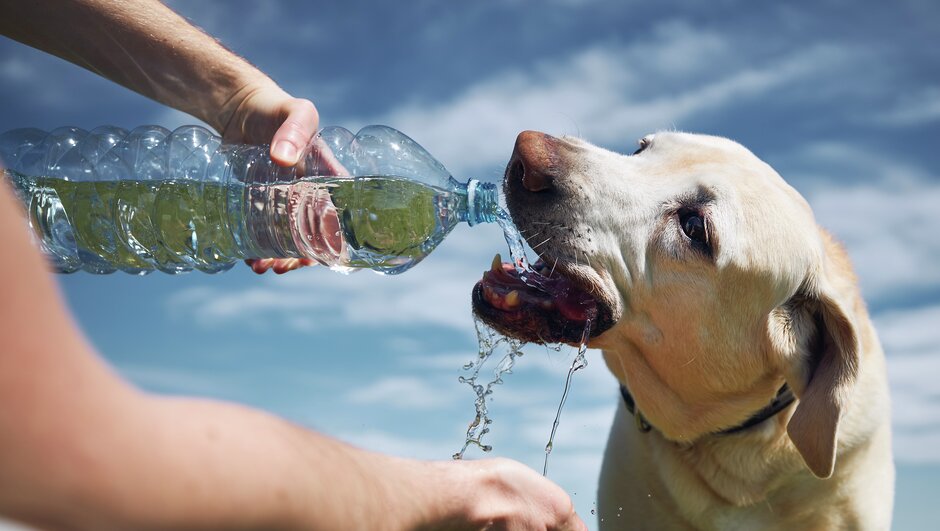 Labrador dricker vatten ur flaska