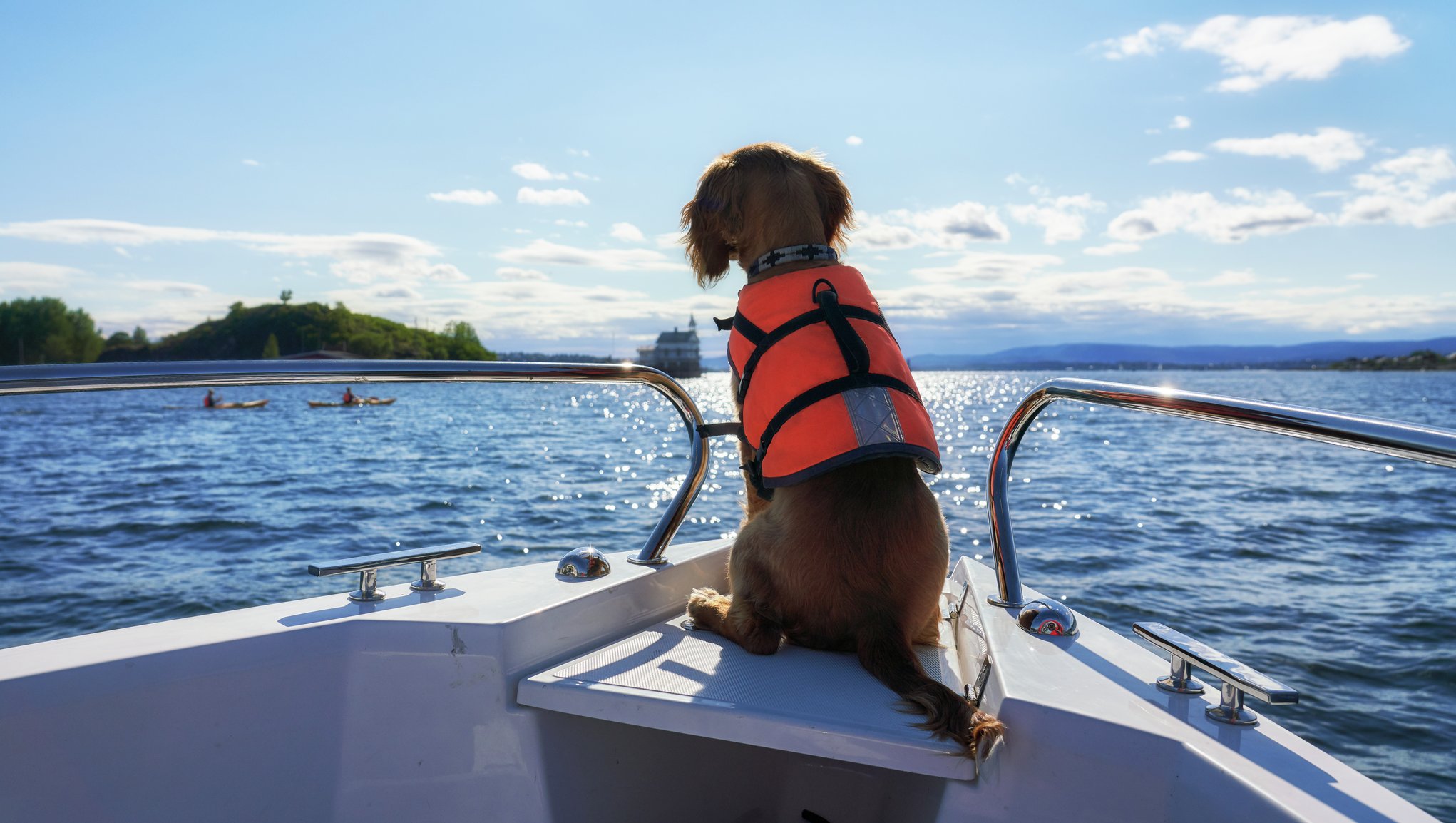 Hund i front på en båt, titter utover havet (med redningsvest på)