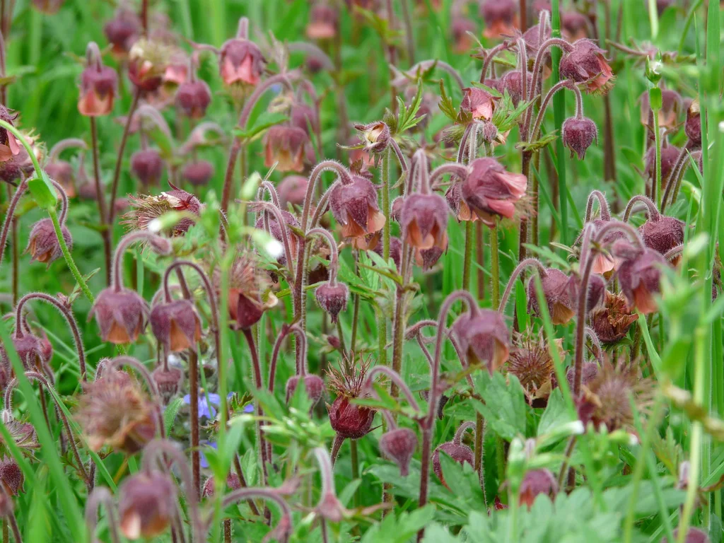 Geum Rivala Geum rivale - Plantinor