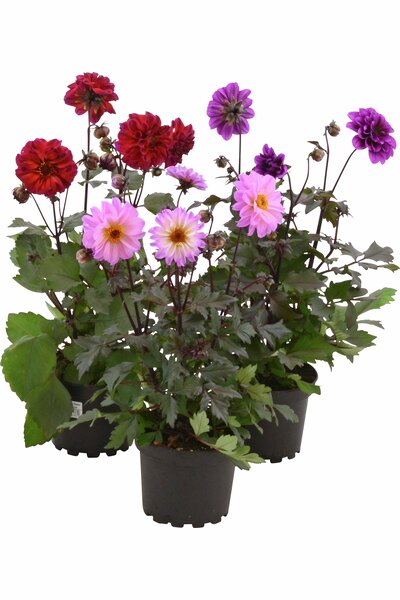 Sommardahlia 'Maxi' mix 19cm kruka