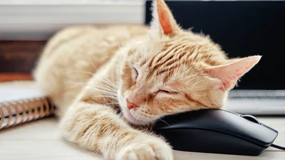 Korthåret og oransjefarget katt ligger og sover på en kontorpult