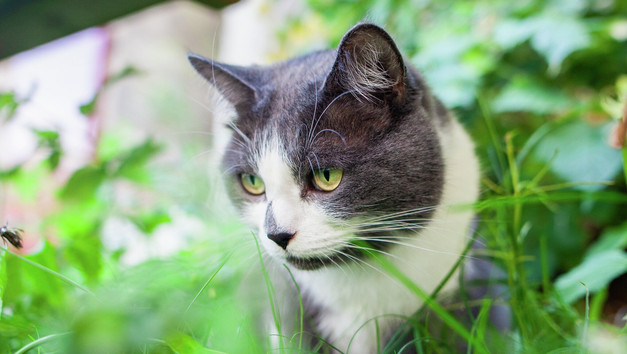 Svartvit katt smyger i gräset
