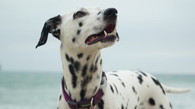 Dalmatialainen koira rannalla