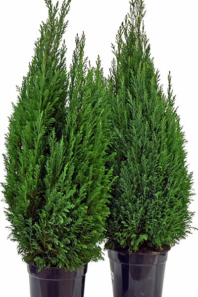 Ädelcypress 'Ellwoodii' 70–90cm 21cm kruka