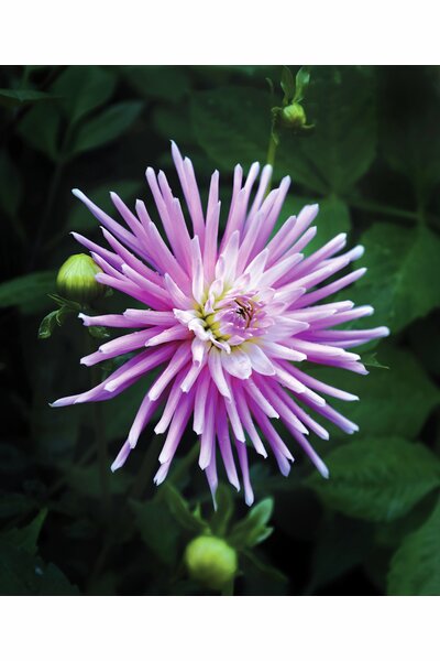 Dahlia Nelson Garden 'Park Princess' rosa 1-p