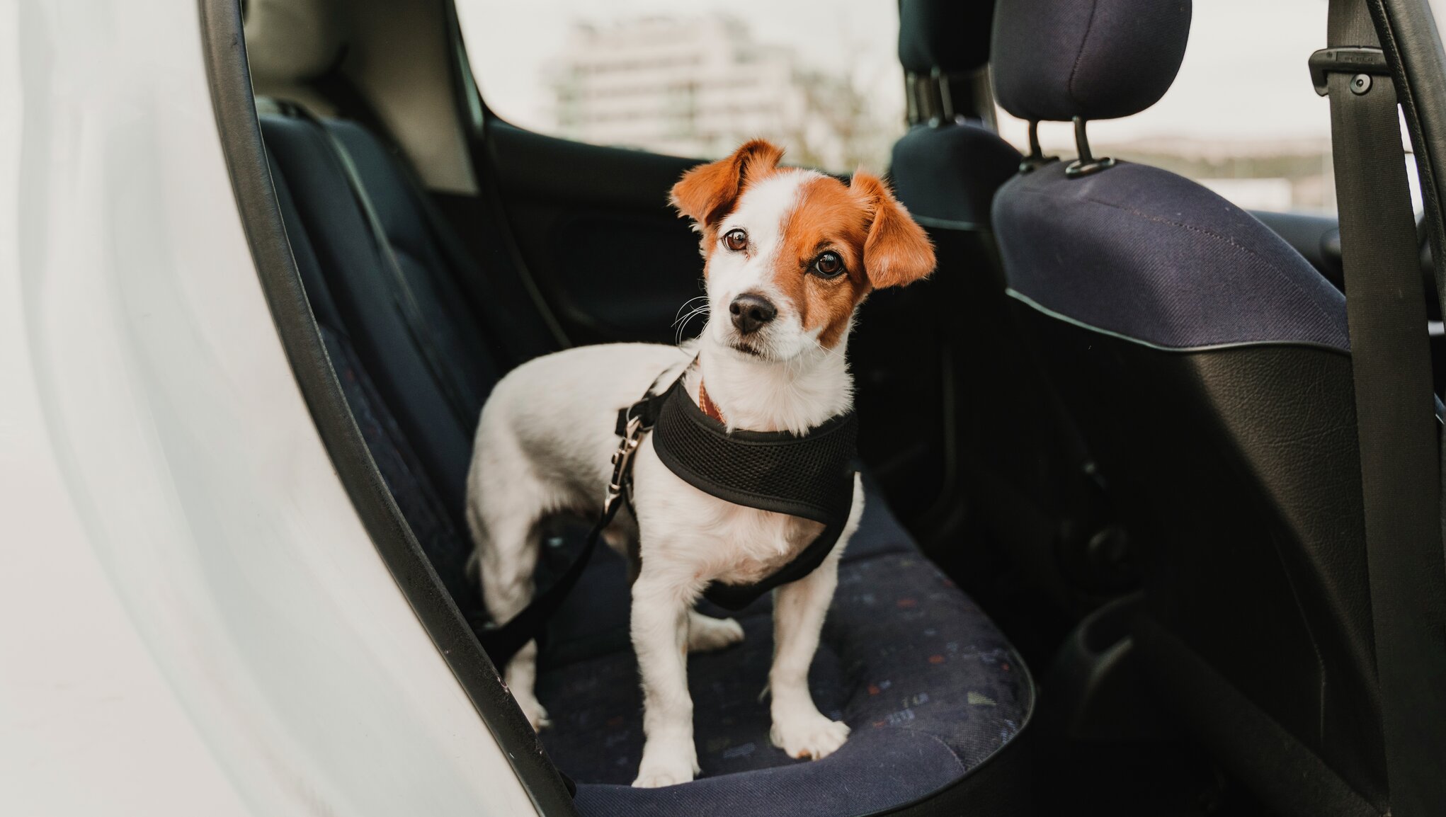 Mažas šuo ant galinės automobilio sėdynės. Kasko draudimas apsaugo ir vežamą augintinį.