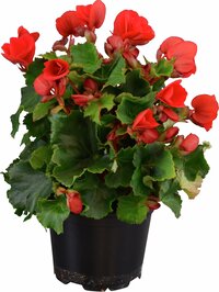 Begonia 'Baladin' röd 12cm kruka