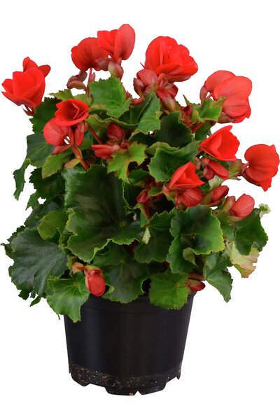 Begonia 'Baladin' röd 12cm kruka