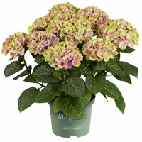 Hortensia Magical 23cm kruka