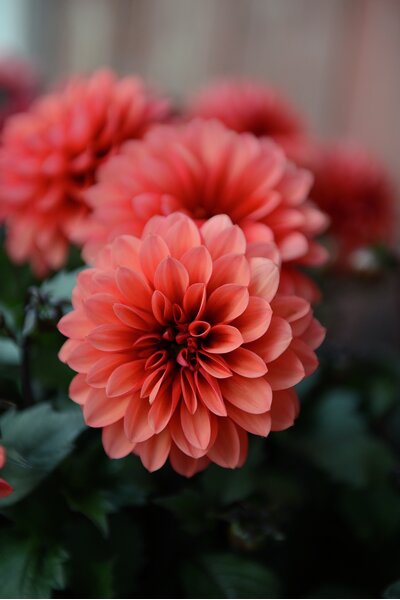 Victoriadahlia 2026 'LaBella Grande Chocolate Apricot' 14cm kruka