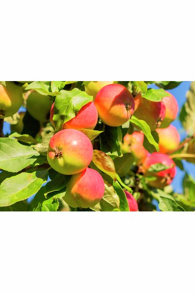 Äpple 'Mantet' krukodlad