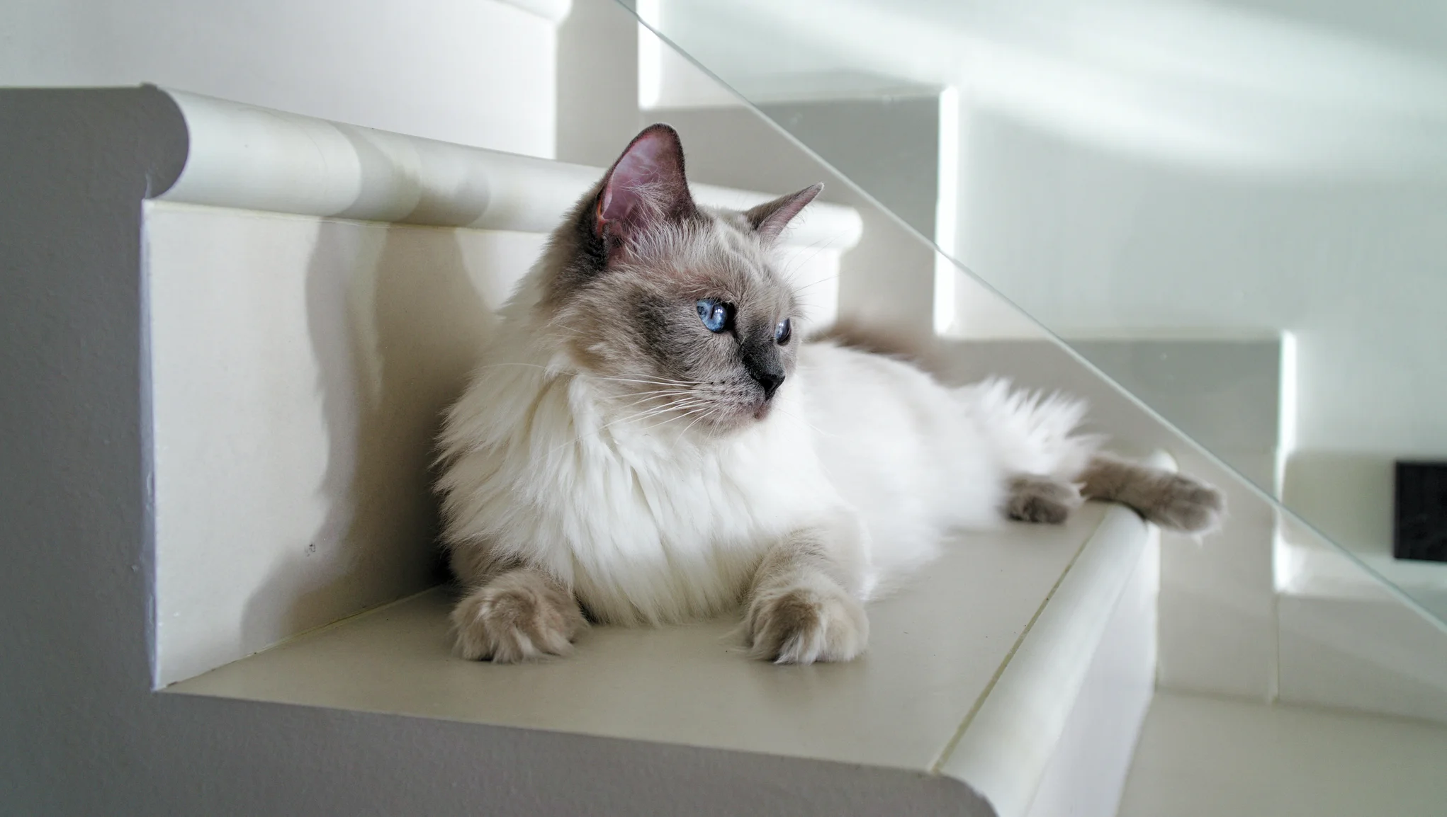 En langhåret hvit og grå katt ligger i en trapp