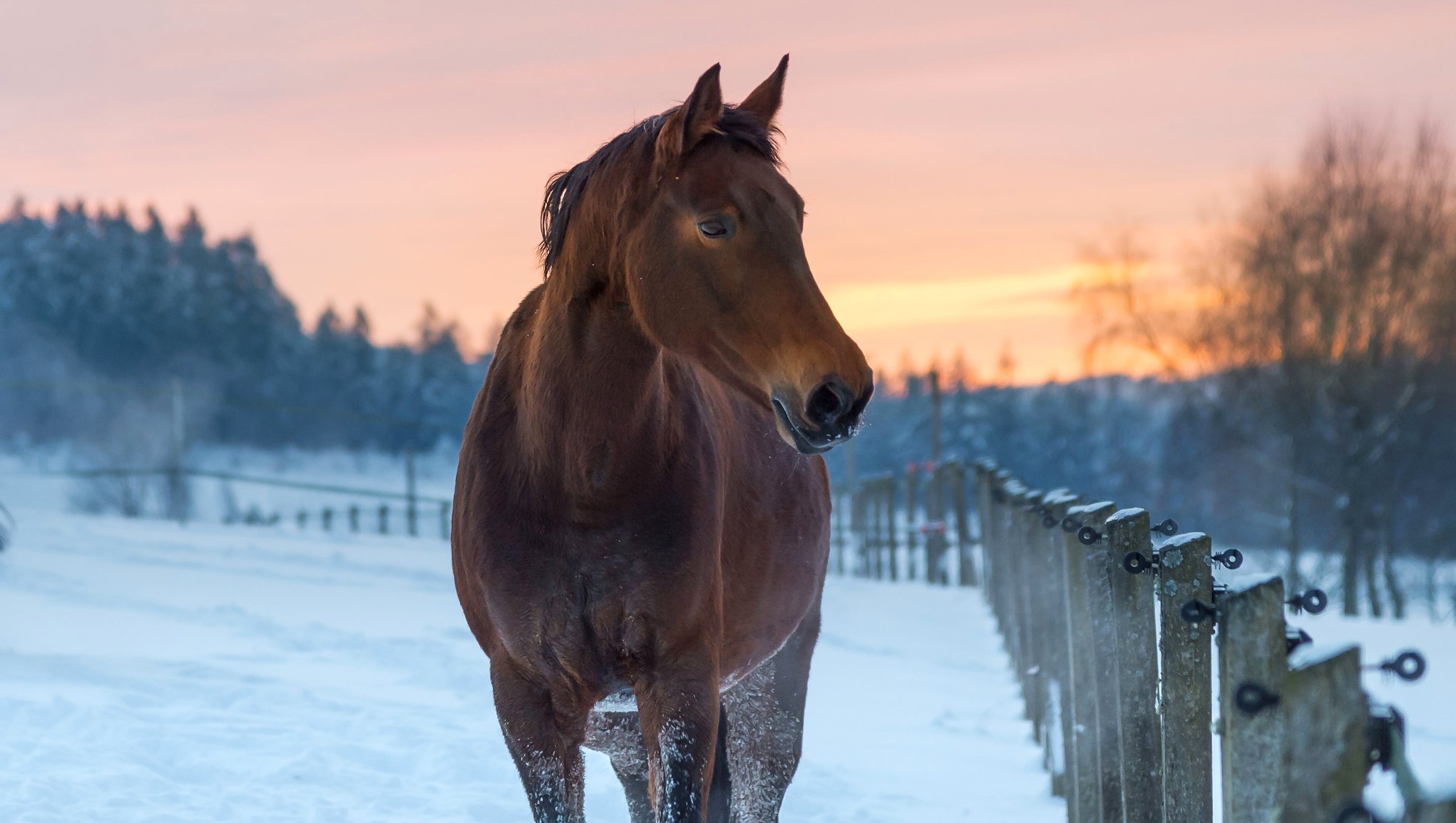 häst i snöig hage