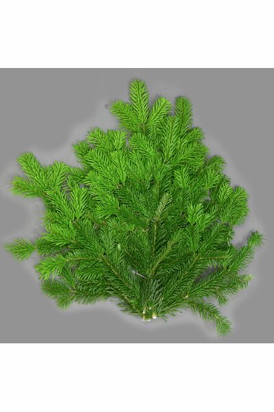 Granris 'Nobilis' Ädelgran 800g