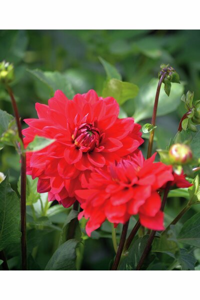 Dahlia Nelson Garden 'Heatwave' röd 1-p