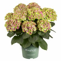 Hortensia Magical 23cm kruka