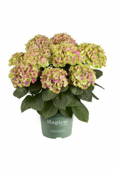 Hortensia Magical 23cm kruka