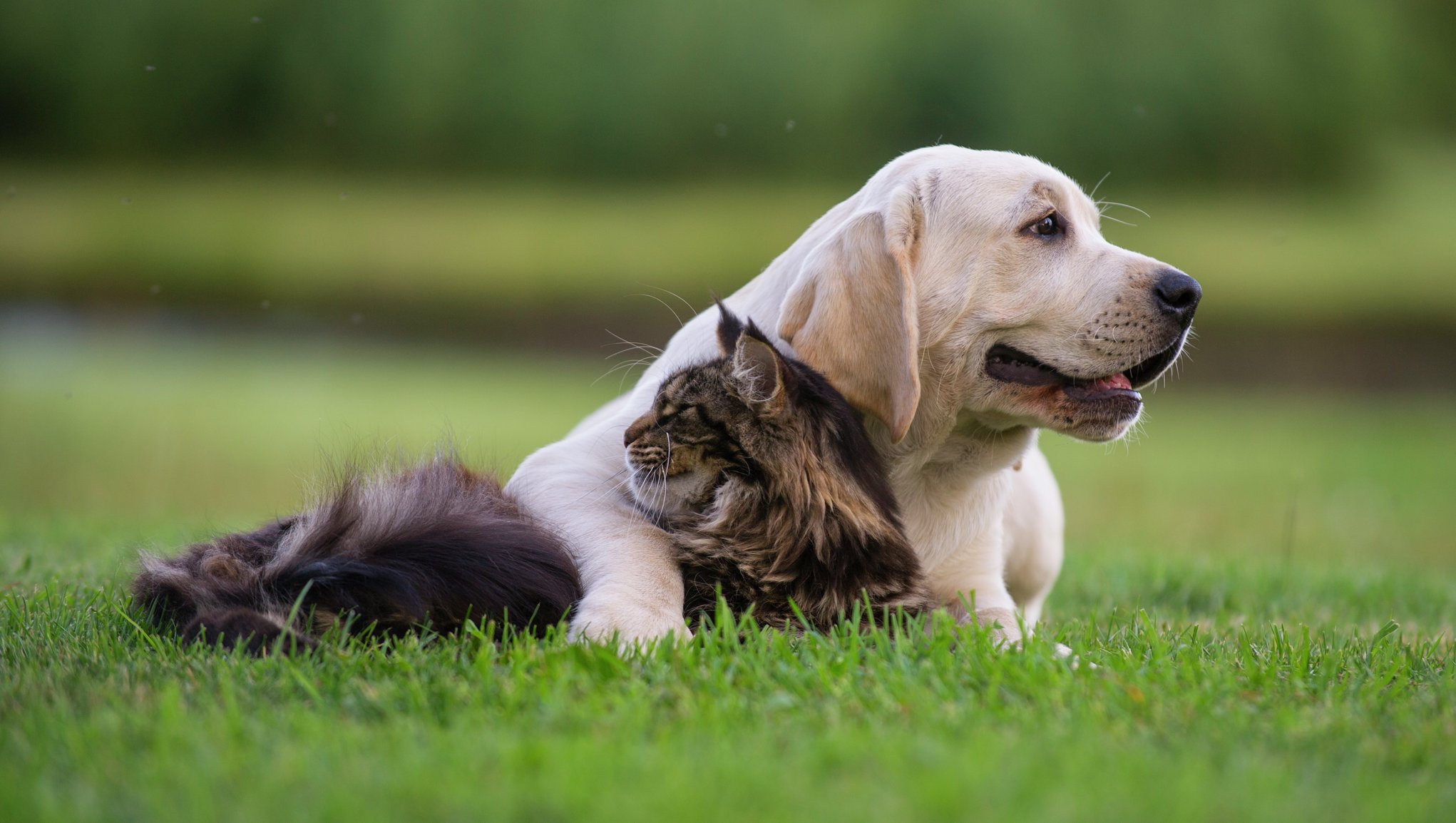 Ifis saad lemmikloomakindlustusega kindlustada ka oma koera või kassi