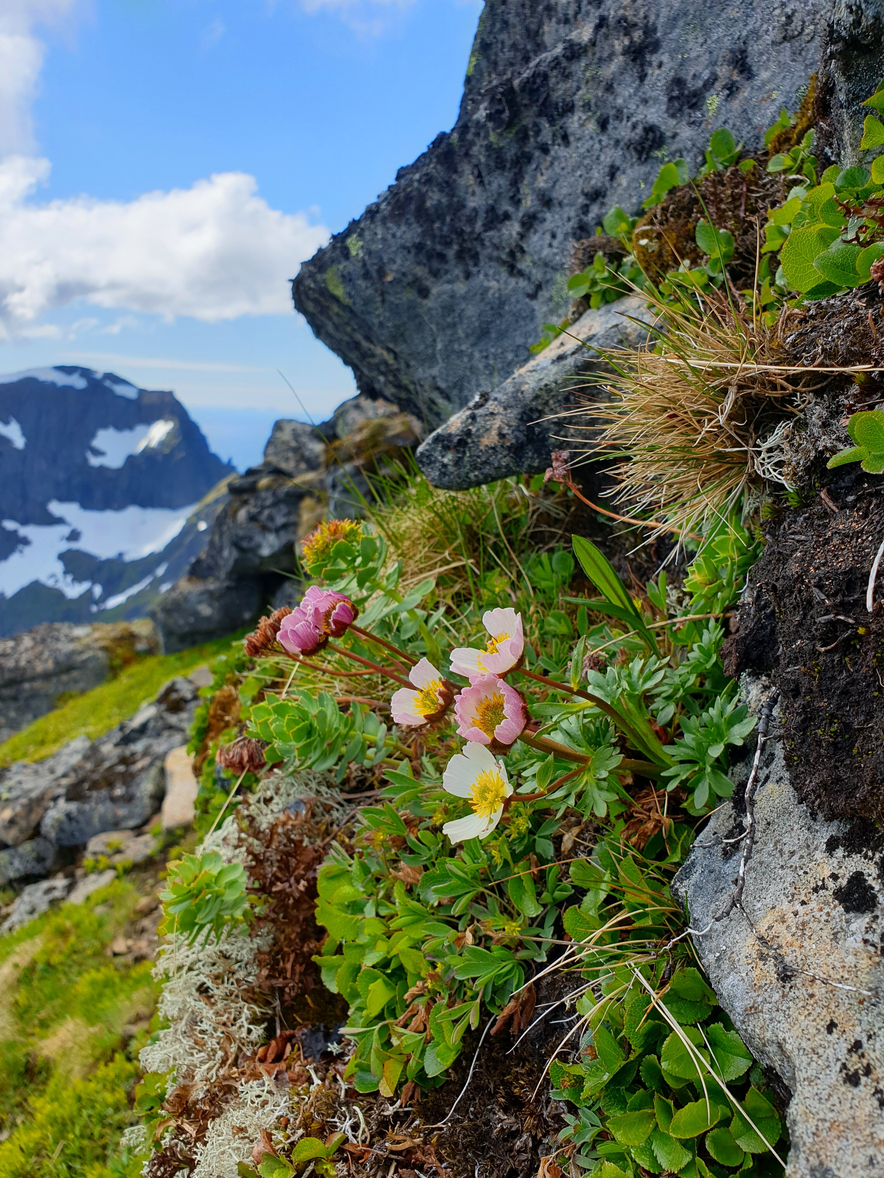 No other mountain plant can be found higher up in the mountains in Norway than issoleia.
