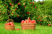 Äpple 'Mantet' krukodlad