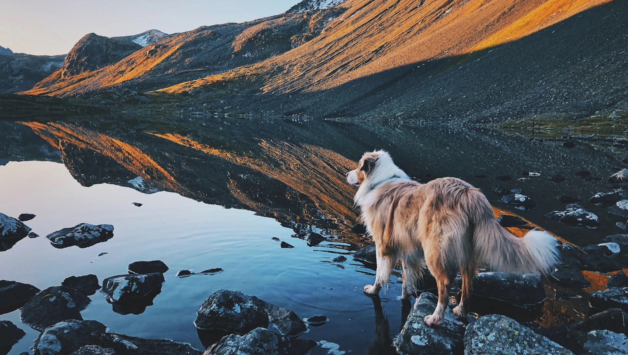 Hund står ved en innsjø i et fjellområde