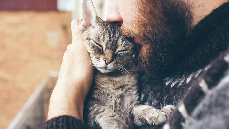 Kattförsäkring | Gäller för FORL/TR | Försäkra din katt här – If