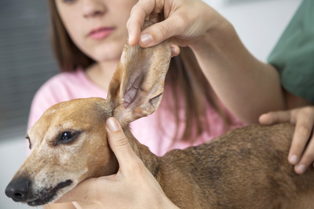Sjekk ørene jevnlig, spesielt hvis hunden din har mye pels i ørene eller hengende ører. Foto: Shutterstock/NTB Scanpix