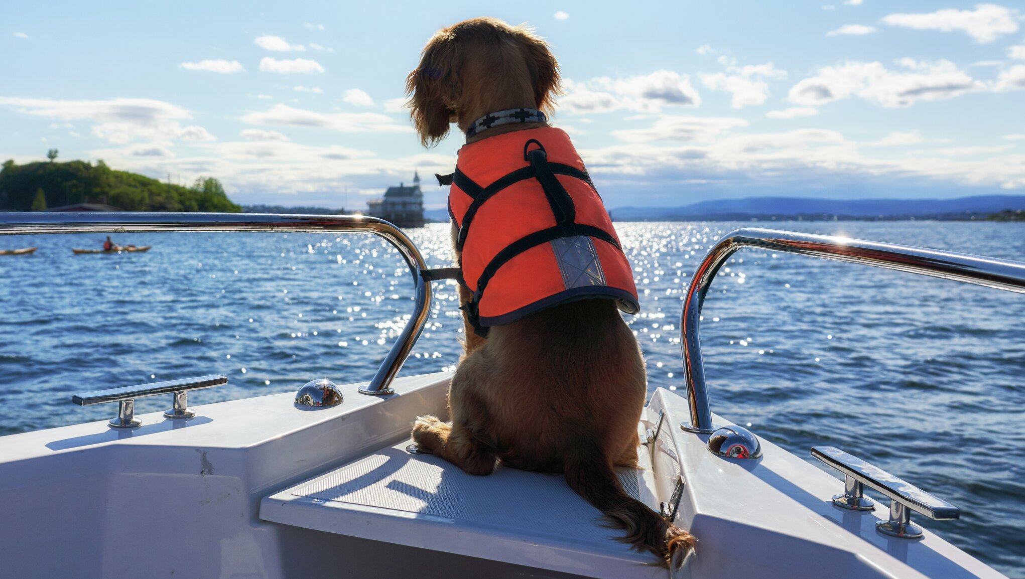 Hund med flytväst ombord på båt 