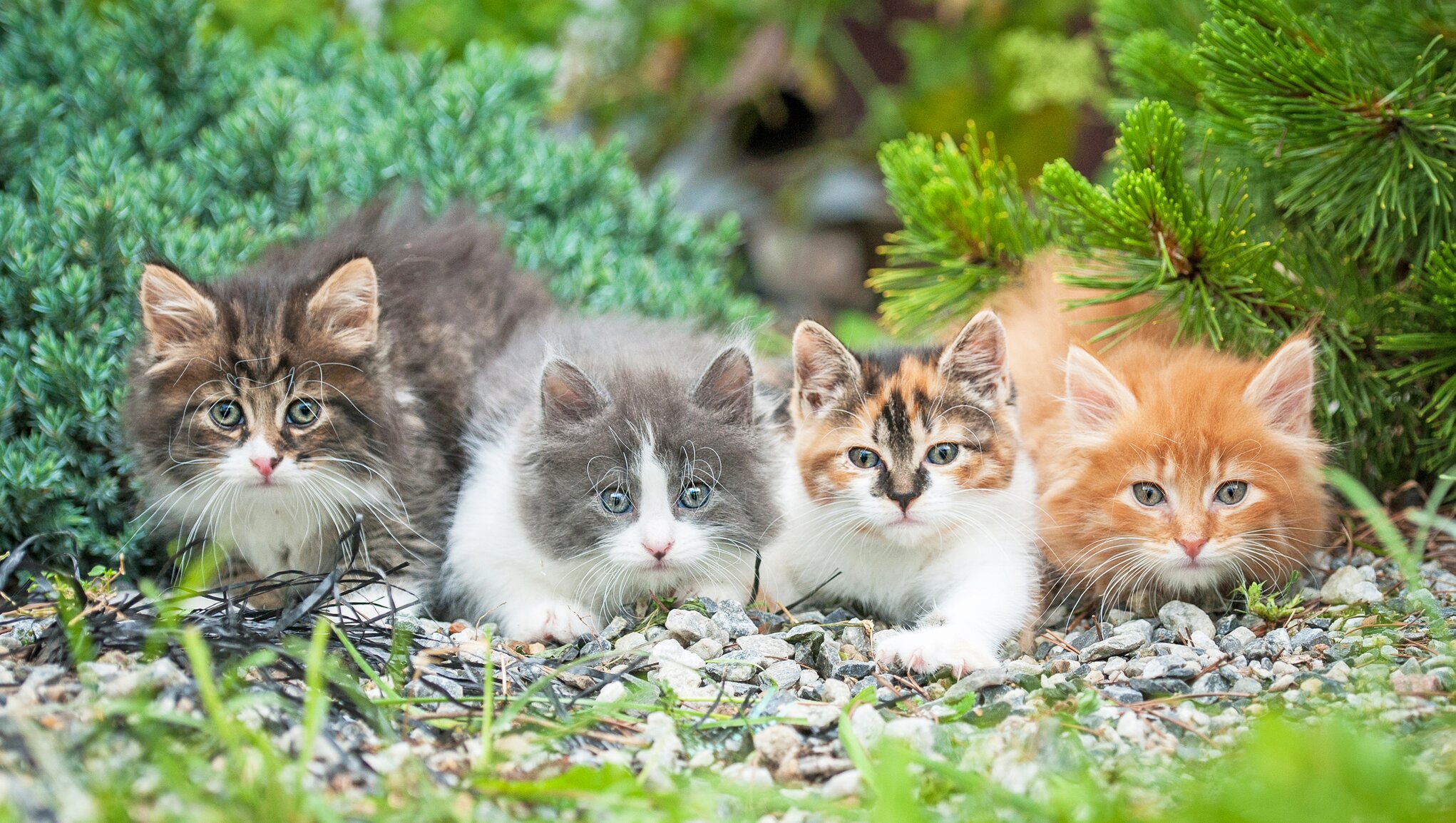 Flokk med kattunger utendørs