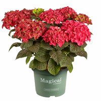 Hortensia Magical 23cm kruka