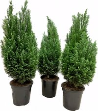 Ädelcypress 'Ellwoodii' Ø 50–60cm 19cm kruka