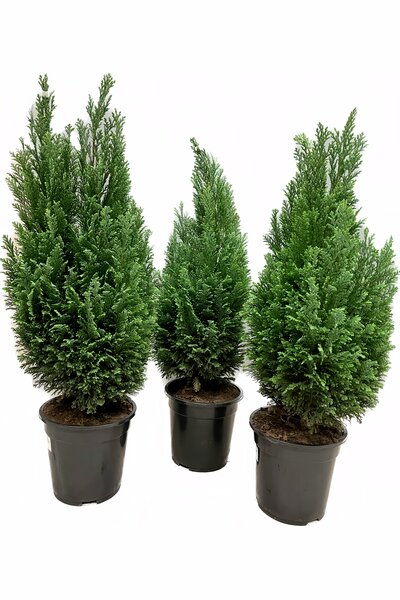 Ädelcypress 'Ellwoodii' Ø 50–60cm 19cm kruka
