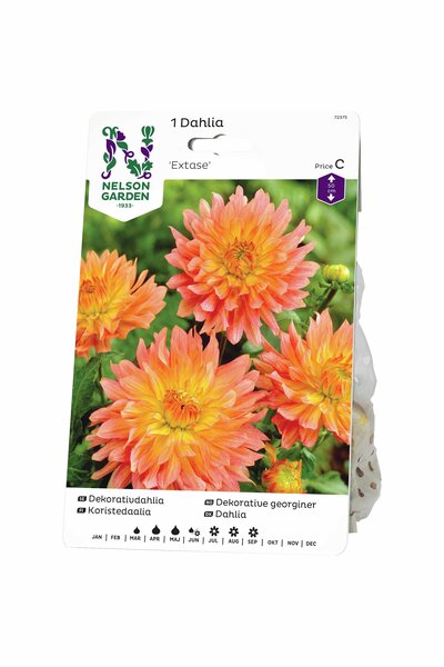 Dahlia Nelson Garden 'Extase' laxrosa/gul 1-p